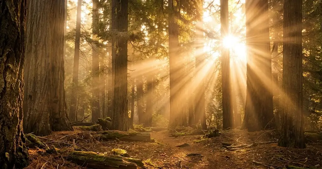 Sunlight shining through a cross